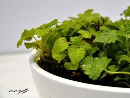 מליסה רפואית