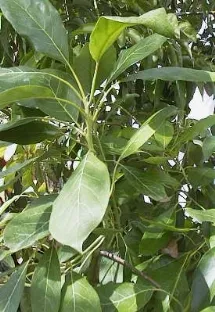 עץ אבוקדו הס