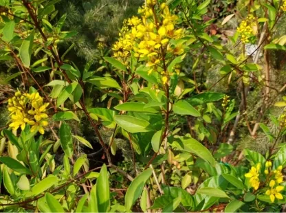 גלפימיה מכחילה