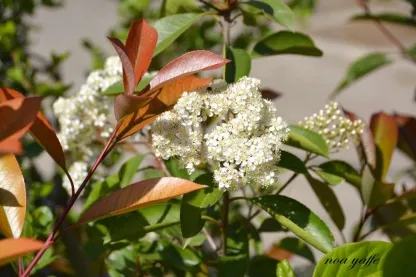 פוטיניה פרסרי 'רד-רובין'