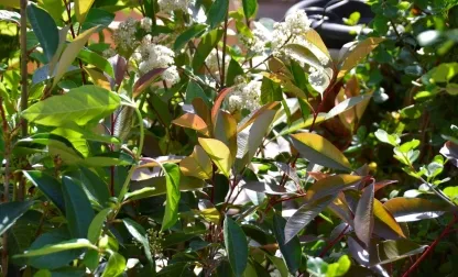 פוטיניה פרסרי 'רד-רובין'