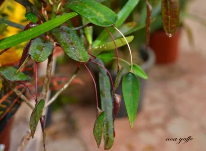 קודן מגוון מצויר עלה כפול
