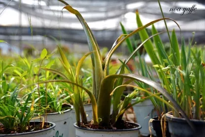 בילברגיה נטויה