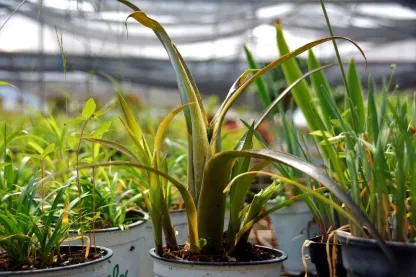 בילברגיה נטויה