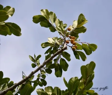 קופניון אנקרדי דמוי חרוב
