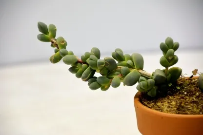 אוסקלריה דלתונית