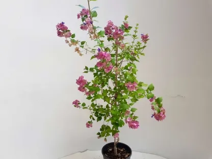 קרומיה הדורה (אדמום טטנזיס)