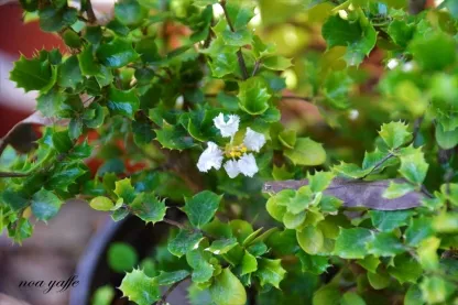 מלפיגה גרגירית