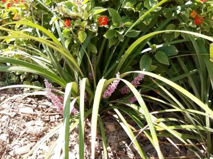 ליריופה כדנית