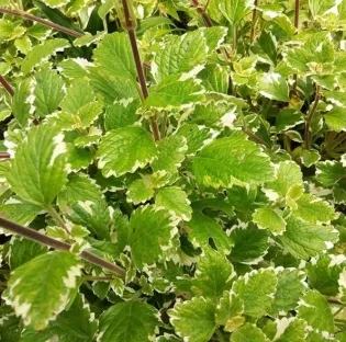 פלקטרנתוס עלה מנטה