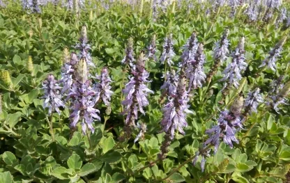 פלקטרנתוס שפתני