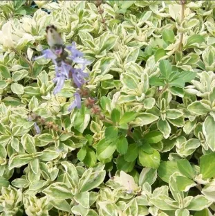 פלקטרנתוס שפתני מגוון