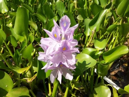 איכהורניה עבת-רגל, יקינטון מים,