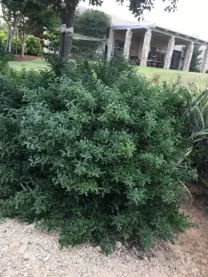 אוסטאומלס (פלפלון סיני)