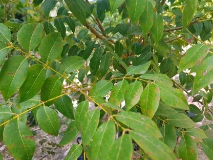 סויטניה מהגוני