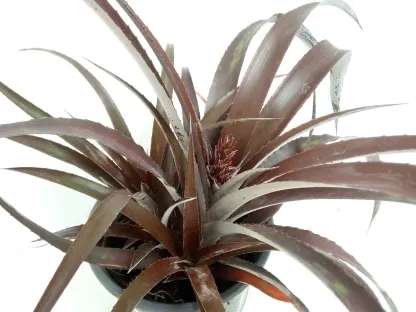 קריפטברגיה אדומה עלווה ופריחה מאדימות