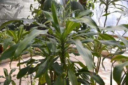 דרקונית ריחנית 50 ליטר אקזמפלר