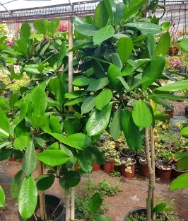 פיקוס שלכטר