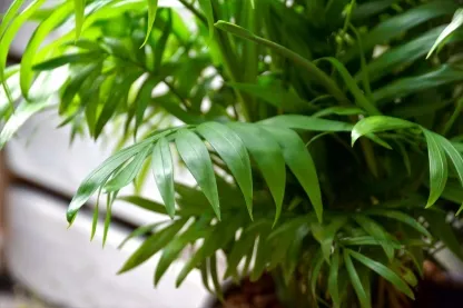 דקל חמדוריאה