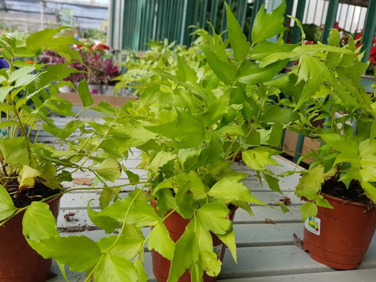 קירטומיון חרמשי רושפורד, שרך