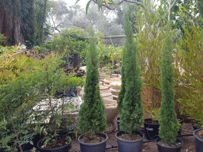 ברוש מצוי טוטם