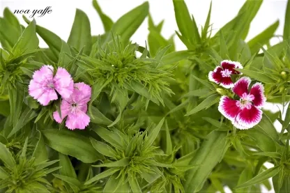 ציפורן סיני