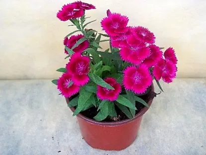 ציפורן סיני