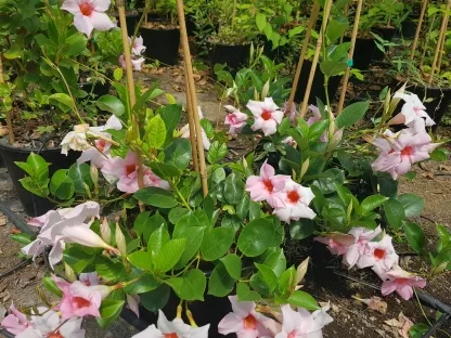 מנדוילה הדורה בעשרה ליטר