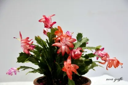 זיגוקקטוס 211