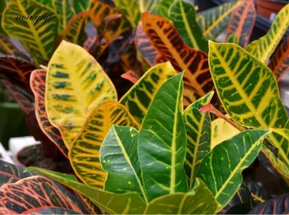 קודן מגוון מצויר