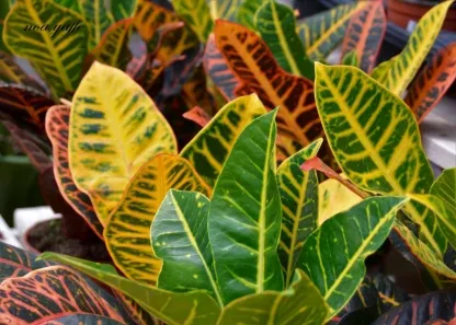 קודן מגוון מצויר 7ליטר