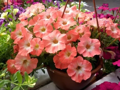 פטוניה מפלית