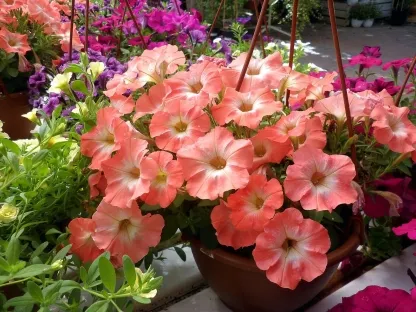 פטוניה מפלית