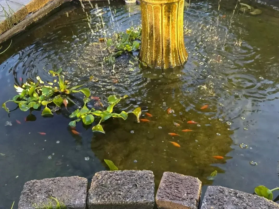 צמחי מים לבריכה – כולל יקינטון מים צף לסינון