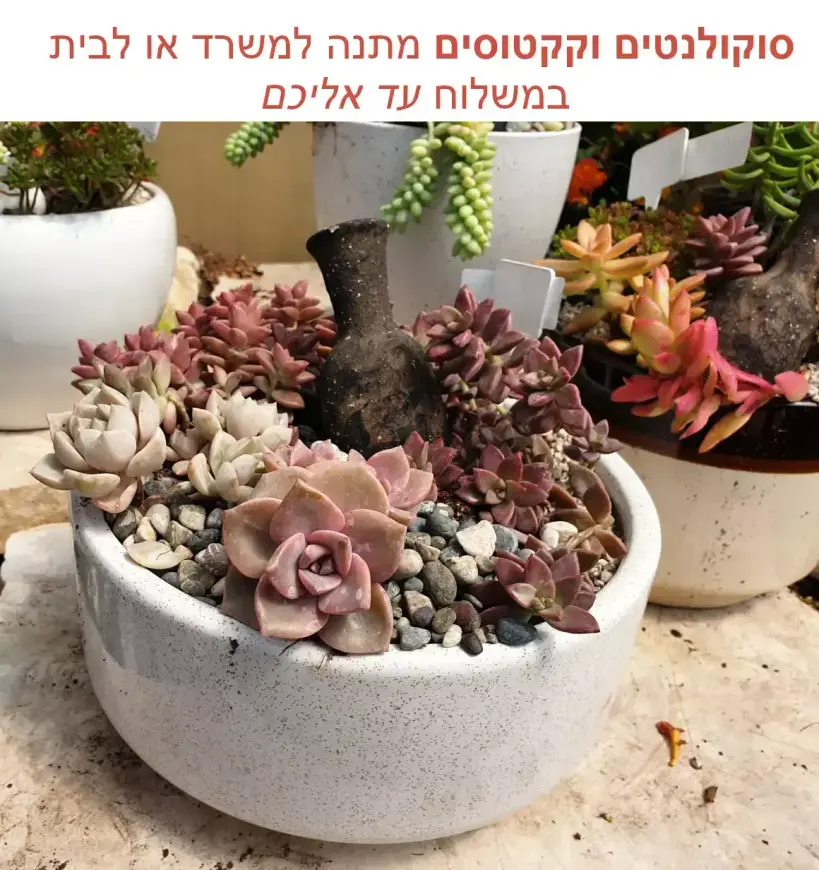 סוקולנטים למקום מואר בבית מהמגוון של קל שתיל בממזג מוכן בחנות המשתלה