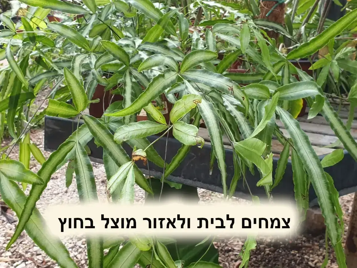 צמחי בית ומשרד. שרך אברה כרתית לבנת כנף