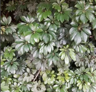 שפלרה שיחית, שיפלרה שיחית, שיחנית