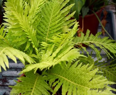 בלכנון סילבר ליידי