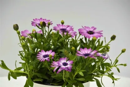 גרמית אקלון