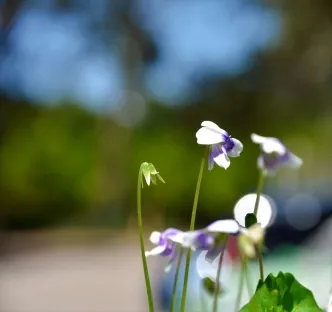 סיגלית אוסטרלית