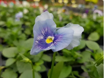 סגל אמנון ותמר מכלוא