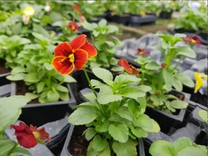 סגל אמנון ותמר ננסי