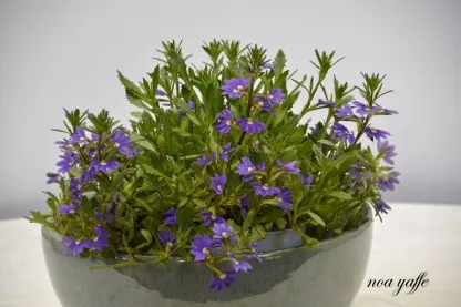 סקיבולה נמוכה, בקיוולה נמוכה,