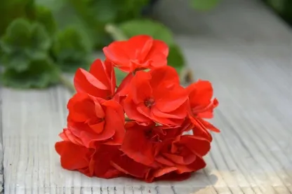 גרניום (פלרגוניום) זקוף שלל צבעים