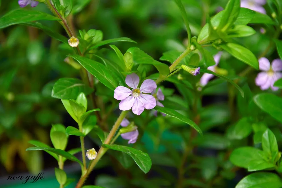 קופאה (גבנון בן אזוב) שלל צבעים