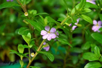 קופאה (גבנון בן אזוב סגול)