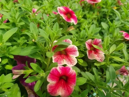 פטוניה מפלית מיני