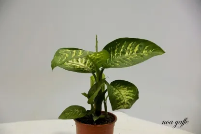 דיפנבכיה "שלג טרופי"