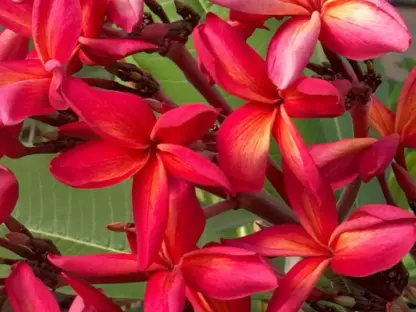 פריחה בורוד- כתום של פלומריה  קואקה וילדר