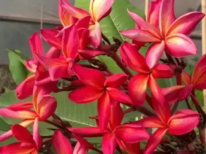 פריחה מרהיבה באדום כתום של פלומריה ריחנית קואקה וילדר 008